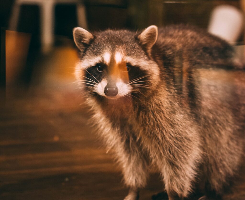 Removing Raccoons In The Attic - Summit Environmental Solutions