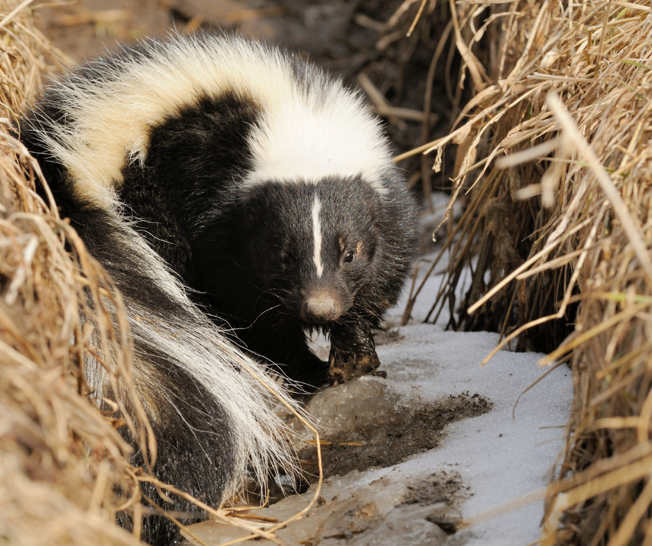 What Do Nuisance Wildlife Do In The Winter? - Summit Environmental ...