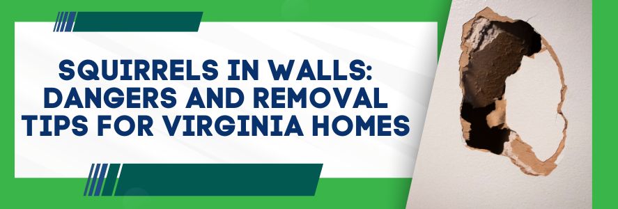 Squirrels in Walls Dangers and Removal Tips for Virginia Homes