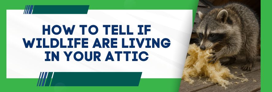 How to Tell If Wildlife Is Living in Your Attic