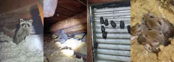photo of a raccoon pup in attic, squirrel in attic, bats on gable vent, and mice nesting in attic insulation