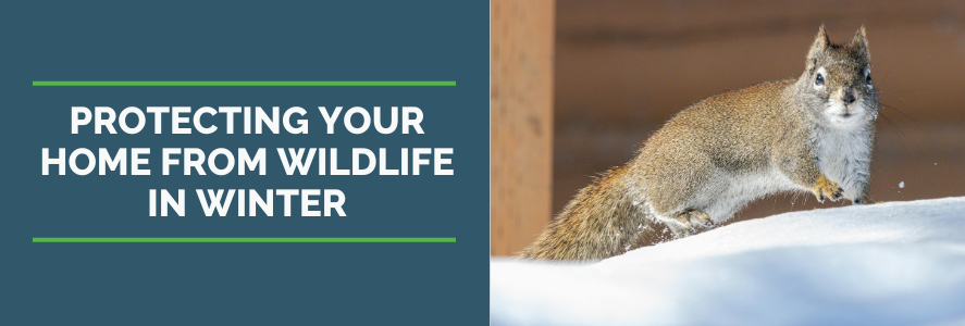 protect your home from wildlife in winter with image of squirrel in snow in front of wooden structure