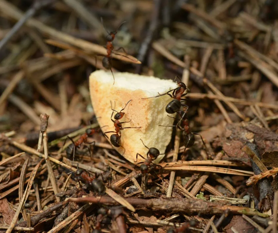 ants feeding on bread