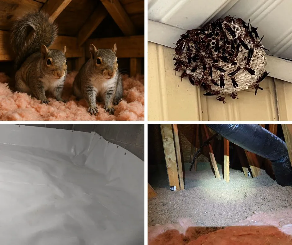 ses four main services