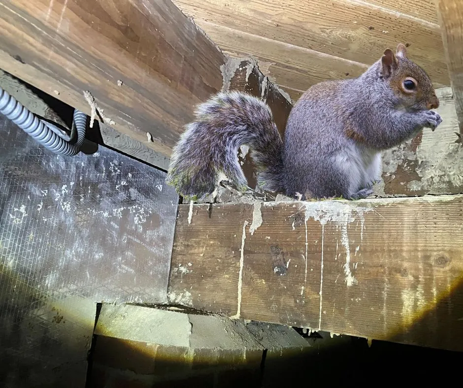 squirrel inside walls august blog
