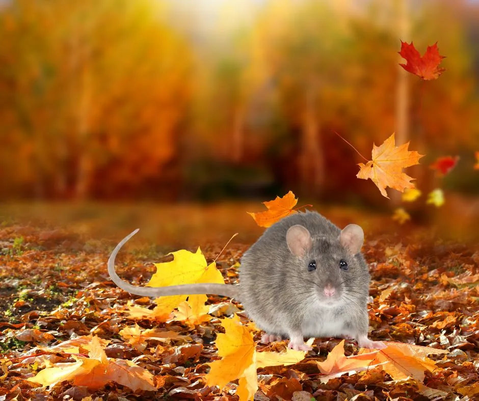 fall rat