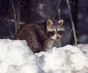 raccoon in the snow during winter looking at the camera